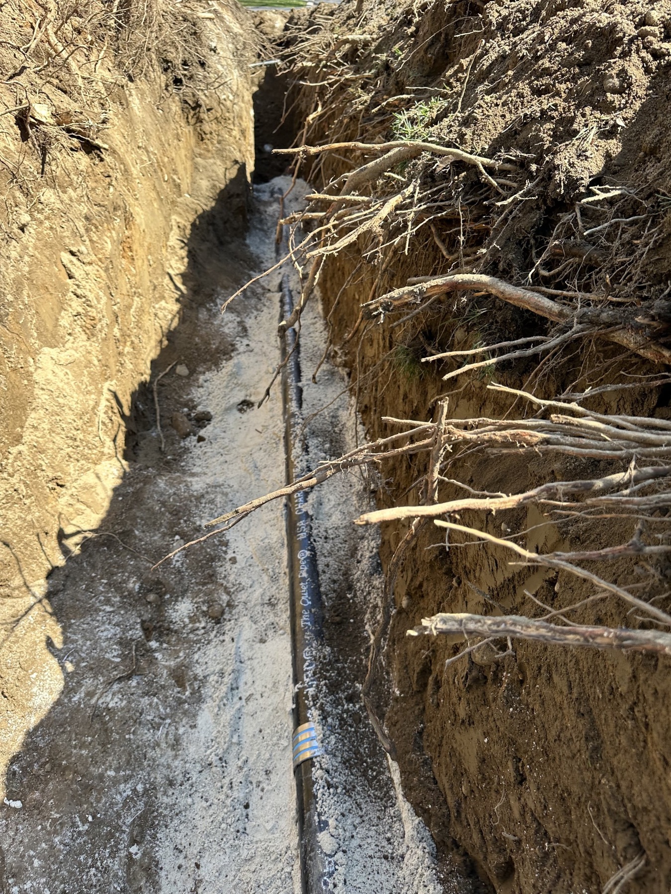 Tree roots cut through the wall of a sewer line trench, with the new pipe bedded in sand below